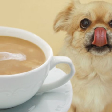 Kafeja, Caji dhe kafeina të tjera- Kafeina nëse kalon sasinë që një qen mund të tolerojë, është fatale për një qen. Dhe ajo c'ka duhet ta dini është se nuk egziston një antidot. Simptomat e helmimit nga kafeina përfshijnë: stres, frymëmarrje e përshpejtuar, rrahje të theksuara të zemrës, dridhje e muskujve si dhe gjakderdhje. Përvec se në kafe dhe caj, kafeina mund të gjendet gjithashtu në; kakao, cokollata, coca cola apo pije stimuluese si Red Bull.