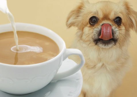 Kafeja, Caji dhe kafeina të tjera- Kafeina nëse kalon sasinë që një qen mund të tolerojë, është fatale për një qen. Dhe ajo c'ka duhet ta dini është se nuk egziston një antidot. Simptomat e helmimit nga kafeina përfshijnë: stres, frymëmarrje e përshpejtuar, rrahje të theksuara të zemrës, dridhje e muskujve si dhe gjakderdhje. Përvec se në kafe dhe caj, kafeina mund të gjendet gjithashtu në; kakao, cokollata, coca cola apo pije stimuluese si Red Bull.