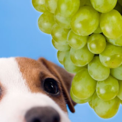 Rrushi- Qoftë rrush i freskët apo rrush i thatë nuk duhet të përdoret tek qeni. Pronarët që mund ta kenë përdorur rrushin ju sqarojmë se kjo nuk është një veprim që duhet ta vazhdoni. Edhe pse është e paqartë përse, rrushi shkakton dëmtime të veshkave tek qeni ( mosfunksionim të tyre). Dhe mjafton vetëm një dozë e vogël që ta sëmurë qenin tuaj. Vjellje të përsëritura është një nga shënjat e para. Brenda një dite, qeni do të bëhet letargjik dhe shënja depresioni. Parandalimi më i mirë është ti mbani larg qenve ( në vënde ku nuk mund ti arrijnë ) rrushin e freskët apo të thatë.