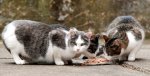 mace ndajne ushqimin
