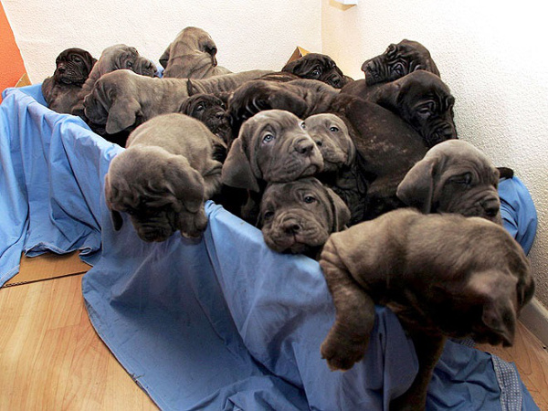 guinness-rekordi-mastiff-puppies-blog