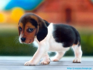 Kelysh Beagle