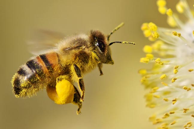 bleta-dhe-poleni